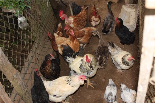 Chickens, ducks, guinea foul, quail- greeting me at dinnertime