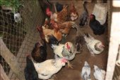 Chickens, ducks, guinea foul, quail- greeting me at dinnertime: by kendal00, Views[241]