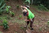 Planting coffee plants: by kendal00, Views[247]