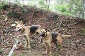 Tara y Lucky: by kendal00, Views[306]