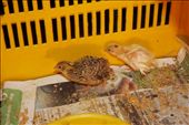 Quails growing: by kendal00, Views[372]