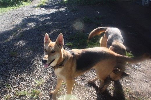 In ready position. Tara staring at the rock, Lucky biting Tara's leg