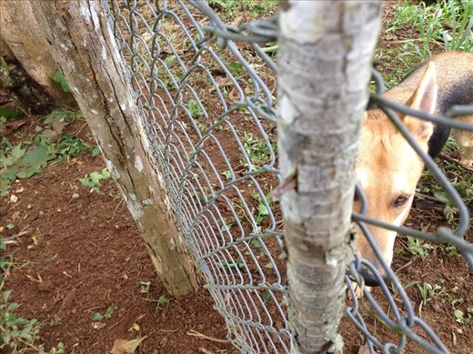 Nail through tree (where my finger was- ouch!)