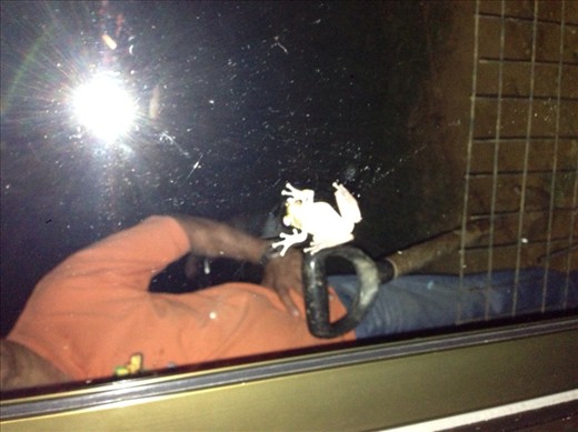 Frog on window