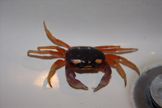 Grab in my bathroom sink