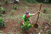 Planting coffee: by kendal00, Views[274]