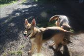 Tara and Lucky - in get ready to fetch position: by kendal00, Views[254]