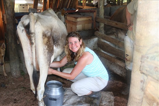 Milking the cow