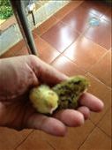 Baby quail: by kendal00, Views[270]