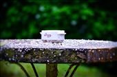 From Limuru Kentmere Club after a brief down pour, i liked the mess it left: by kennethmaina, Views[347]