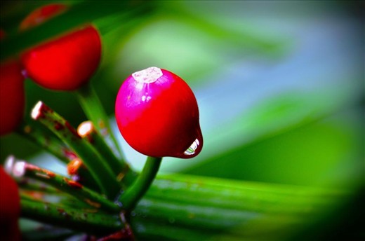 Just after brief rains in Limuru