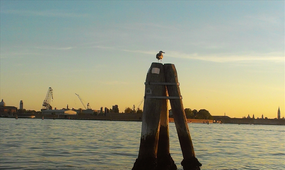 The channel posts also used to serve as a rest point for seagulls