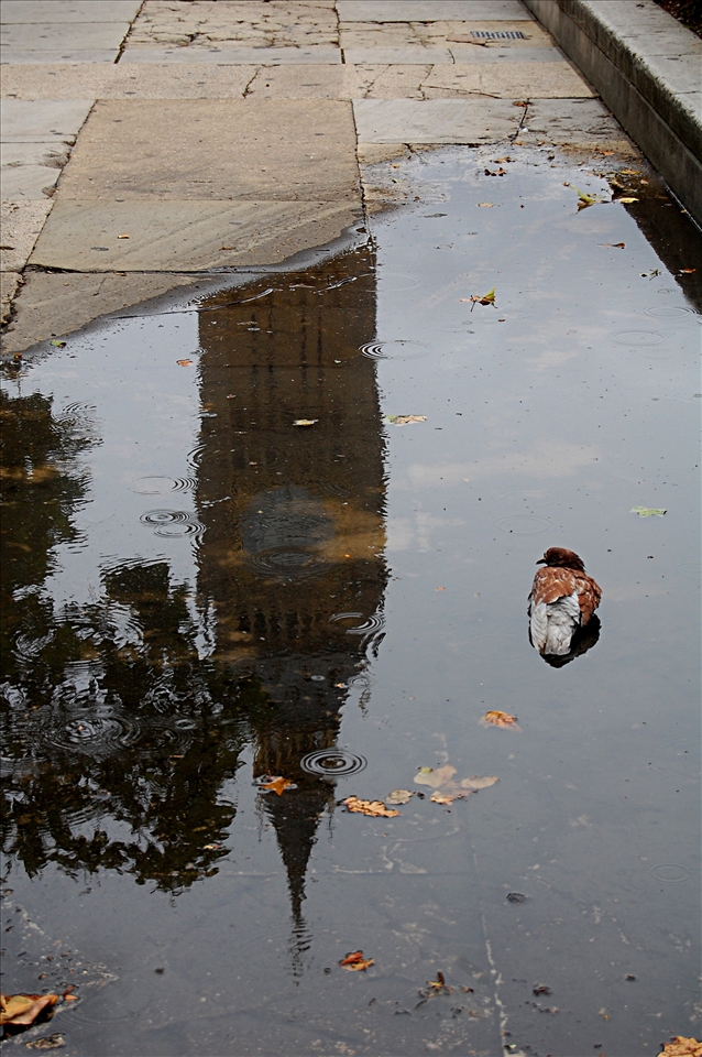 That moment when all the elements align to create an image. Big Ben, London.