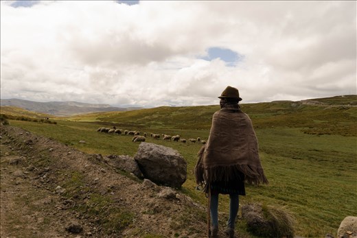 Grazing in Latacunga Mountain Meadows