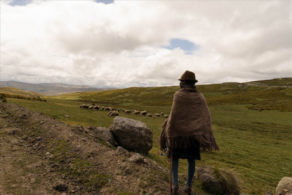 Grazing in Latacunga Mountain Meadows