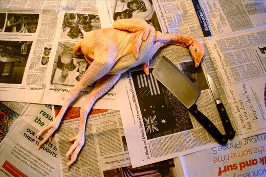 A freshly killed bird.