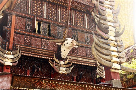 the more buffalo horns visible, the higher the household's status and albino buffalo is the most expensive in Toraja