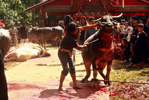 the last event is buffaloes slaughter called Tedong Silaga. this is where a men showed his prowess