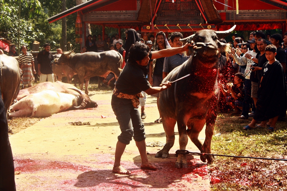 the last event is buffaloes slaughter called Tedong Silaga. this is where a men showed his prowess