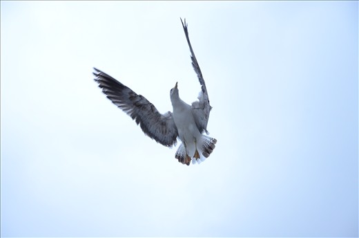 Friendly bird in Dubrovnik, Croatia.