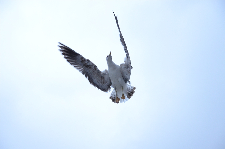Friendly bird in Dubrovnik, Croatia.