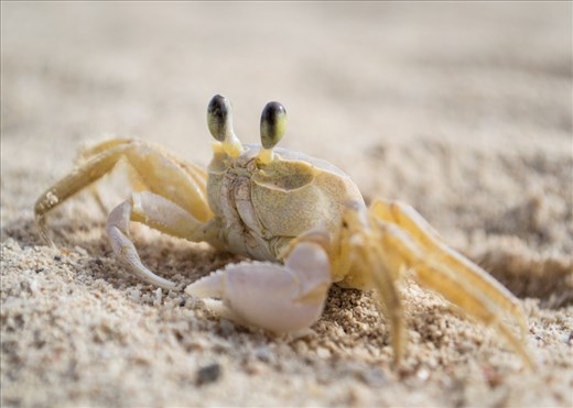 A tiny cuban crab I chased along the beach