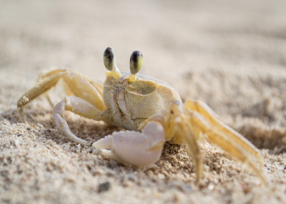 A tiny cuban crab I chased along the beach
