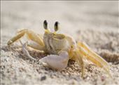 A tiny cuban crab I chased along the beach: by kiddo1981, Views[324]
