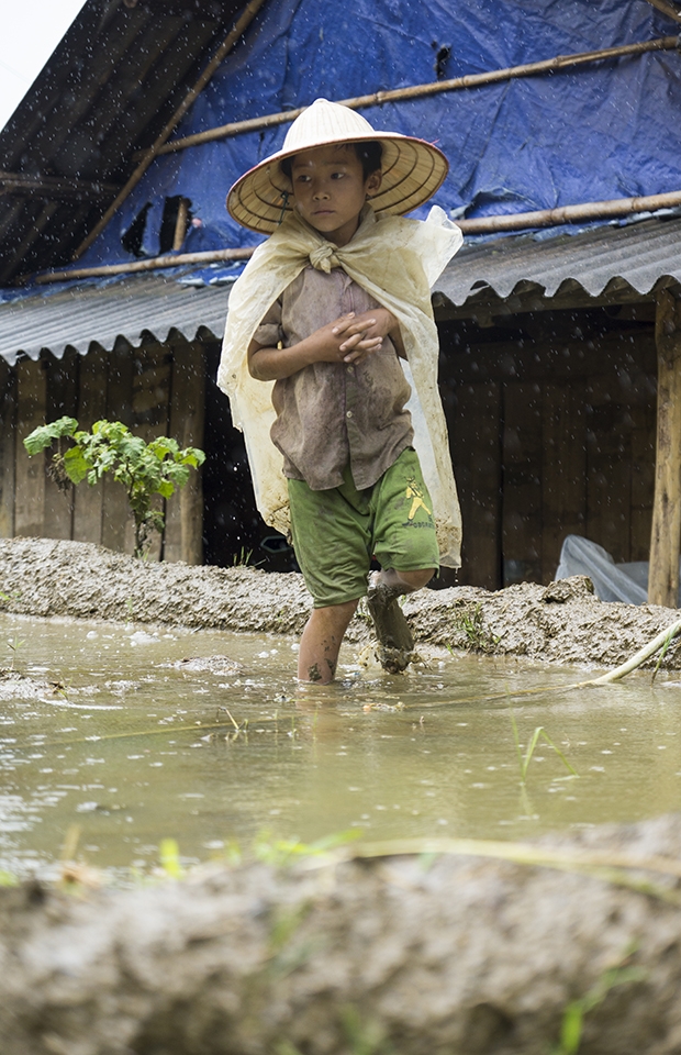 With rain beating down his hat, a local Hmong boy takes a shortcut through a rice paddy.