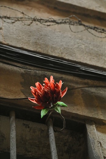 A City of Beauty and a City of War: Despite being a beautiful city with an array of natural and man-made masterpieces, Barcelona also harbours a darker past. A Republican stronghold in the Spanish Civil War, the Mediterranean metropolis suffered heavily during the reign of Franco and these scars were not quickly forgotten. This photo juxtaposes the two sides of Barcelona, with a blooming flower outshining the insidious barbed wire.