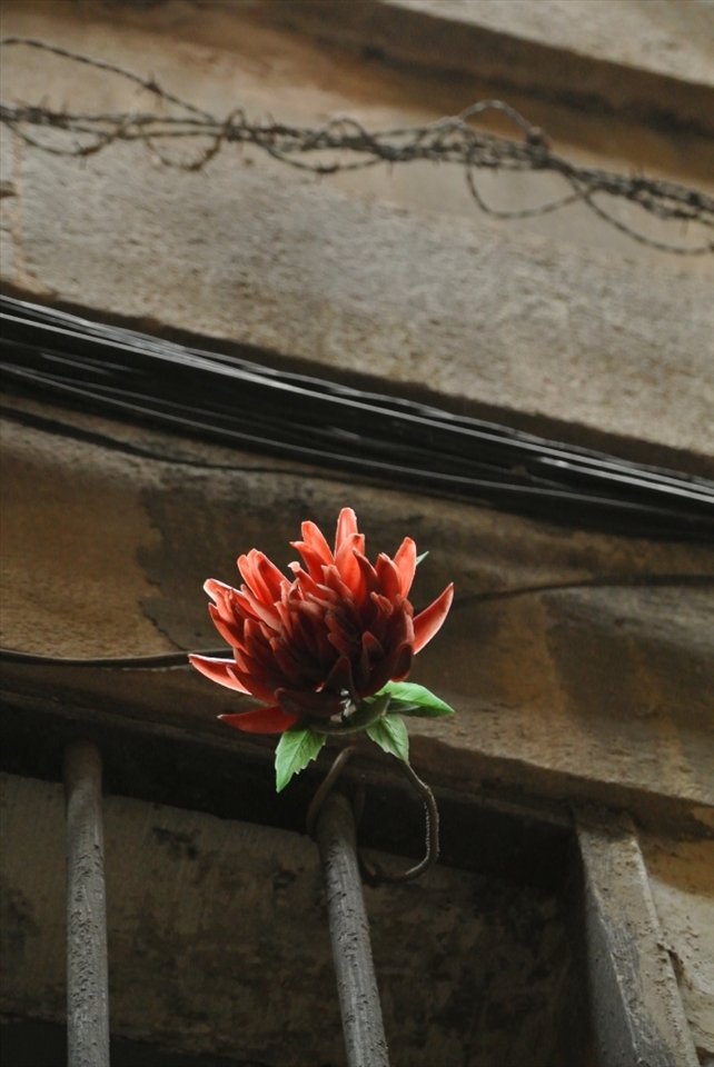 A City of Beauty and a City of War: Despite being a beautiful city with an array of natural and man-made masterpieces, Barcelona also harbours a darker past. A Republican stronghold in the Spanish Civil War, the Mediterranean metropolis suffered heavily during the reign of Franco and these scars were not quickly forgotten. This photo juxtaposes the two sides of Barcelona, with a blooming flower outshining the insidious barbed wire.