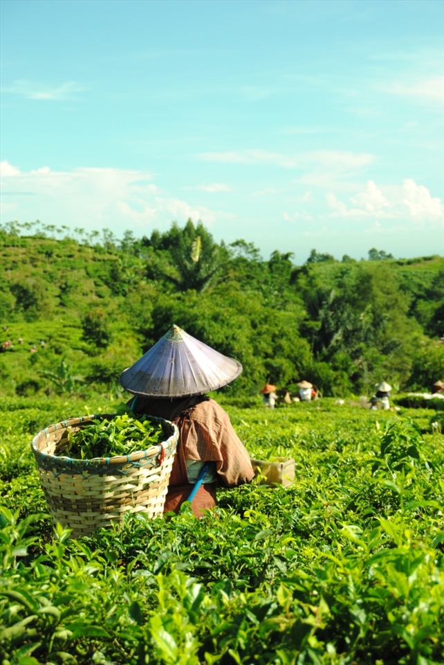 a woman doing the uprooting of tea-buds and put off the tea in her back