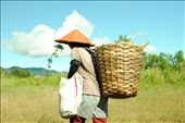 The farmer come back home after picking the tea buds: by kikifadila, Views[597]