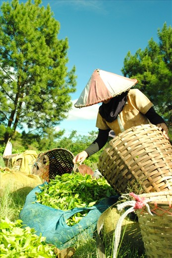before collecting the tea-buds, the farmer have to filtering the good one 