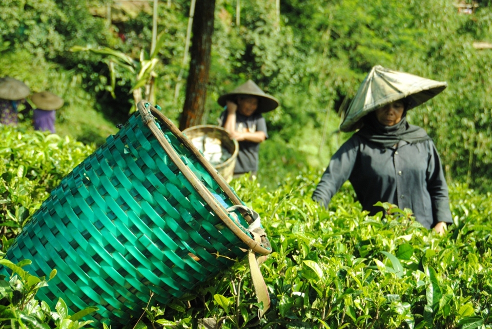 While the farmer pick the tea-buds, the basket is put off above the tea plants
