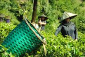 While the farmer pick the tea-buds, the basket is put off above the tea plants: by kikifadila, Views[736]