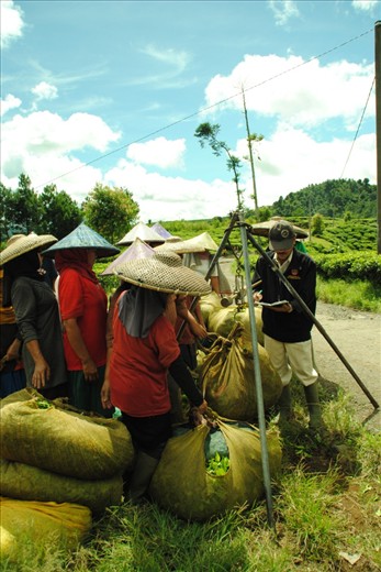 a collector of tea always come everyday,the farmer will get the payment after it