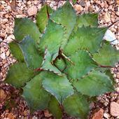 by kikkijayne, Views[487]