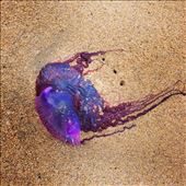 by kikkijayne, Views[255]