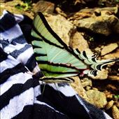 by kikkijayne, Views[200]