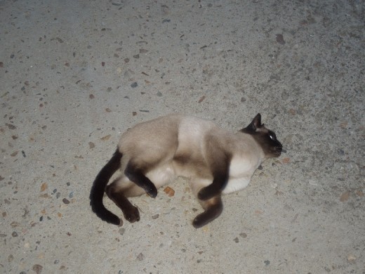 The resident siamese kitty