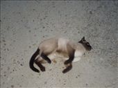 The resident siamese kitty: by kimlyons, Views[229]