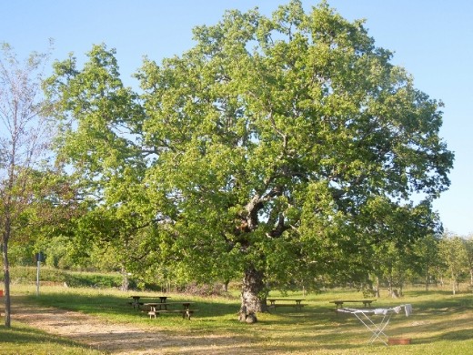 The outdoor picnic and laundry area at Asturianos
