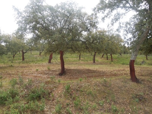 Day 3: on The Way to Almaden. We walked through a national park where the bark of these trees is used for wine corks. They're stripped of their bark until a certain height and, apparently it doesn't harm them. 