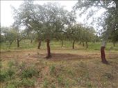 Day 3: on The Way to Almaden. We walked through a national park where the bark of these trees is used for wine corks. They're stripped of their bark until a certain height and, apparently it doesn't harm them. : by kimlyons, Views[198]