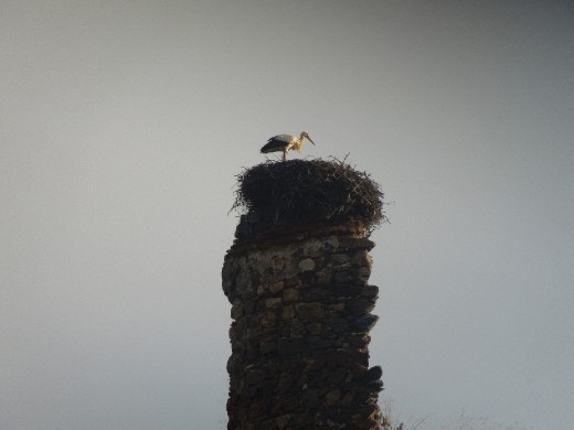 Storks are the prominent bird in this district of Spain. You can hear the clapping of their beaks from a tremendous distance as the sound carries across the plains...