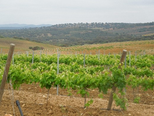 Day 11: Vineyards on The Way to Aljucen