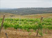 Day 11: Vineyards on The Way to Aljucen: by kimlyons, Views[161]