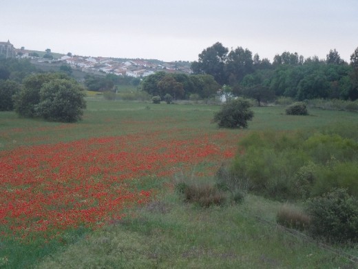 Day 12 on the Way to Aldea de Cano.