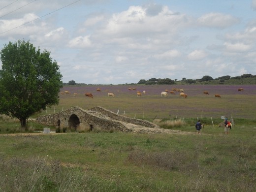 Romanic bridge with lavendar field and grazing cattle in the distance